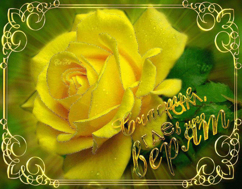 Желтая роза на счастье
