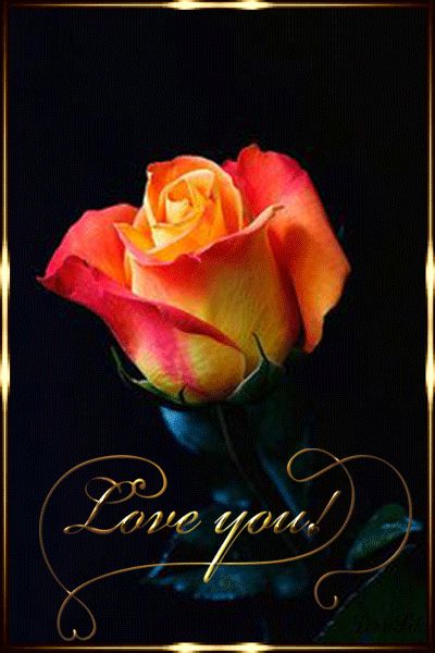 Живая роза – Love you !