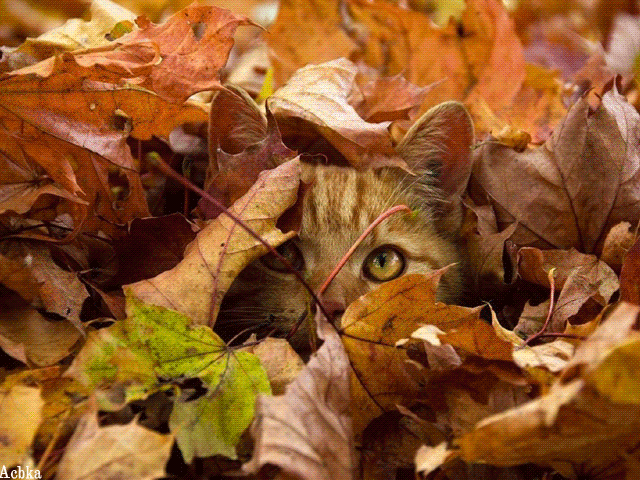 Кот зарылся в осенних листьях