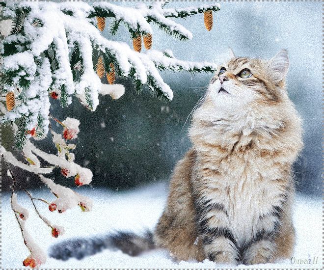 Кошка, зима, снег