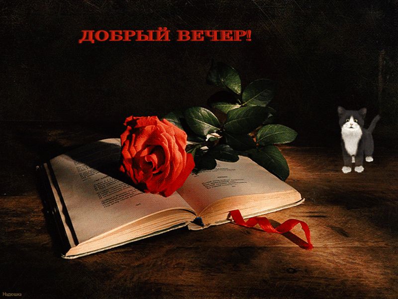 Добрый вечер, роза, книга, кот