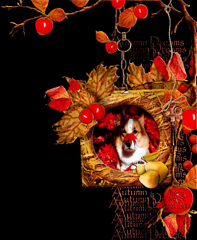 Осень - рыжая собака