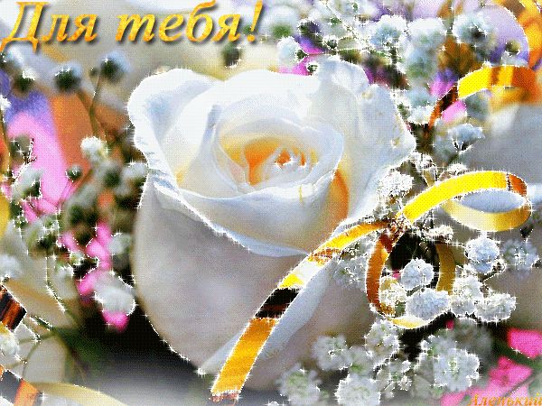 Белая роза для тебя ! ! !