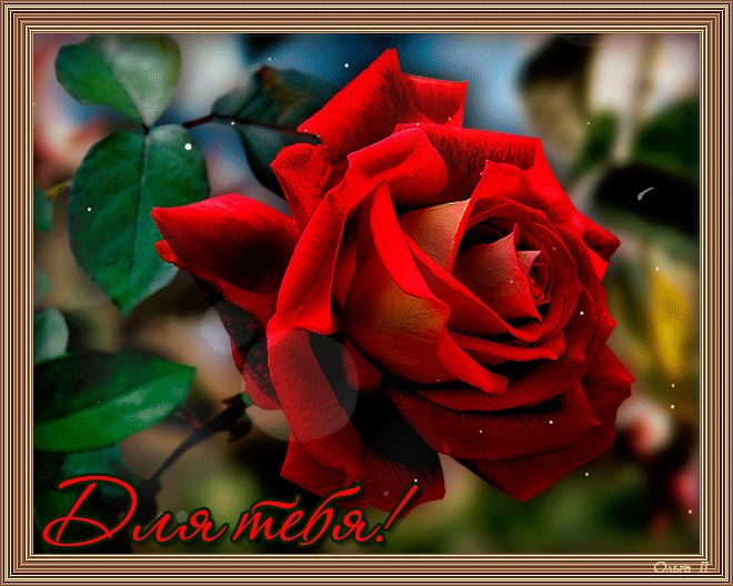 Очень красивая роза для тебя !
