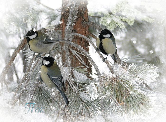 Покормите птиц зимой !