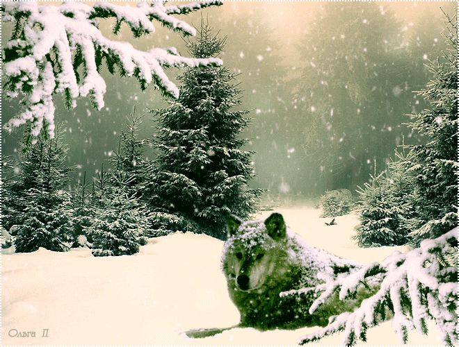 Зима в лесу, снег, волк