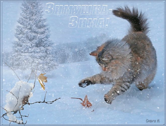 Зимушка-зима, кошка на снегу