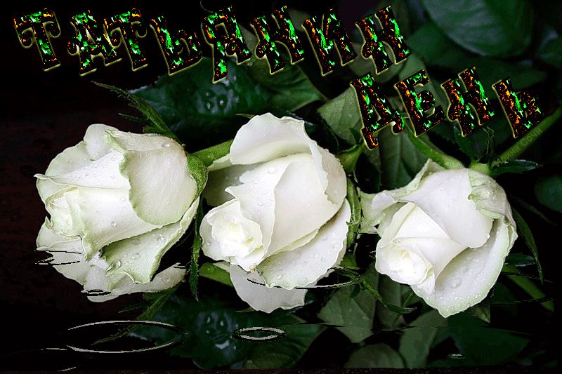 Татьянин день, белые розы