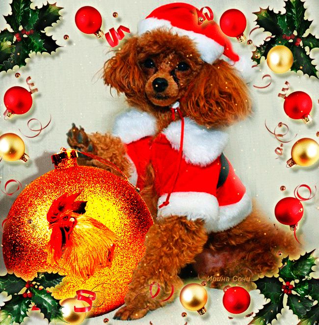 Собака в новогоднем костюме и с шариком