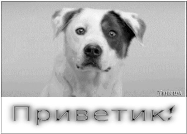 Приветик от собаки
