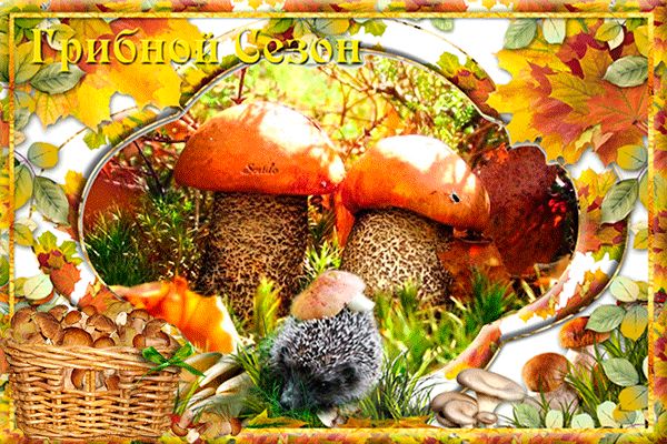Грибной сезон
