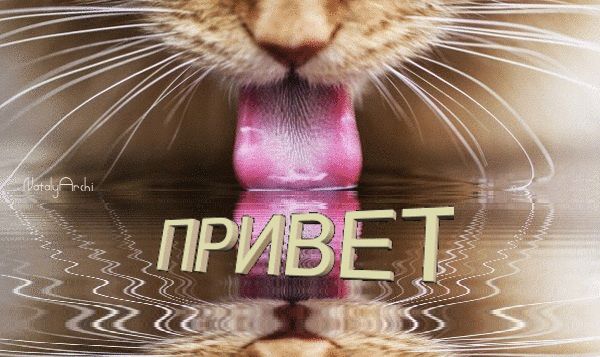 Анимация Привет !