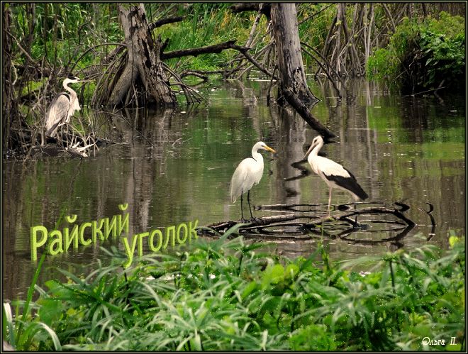 Райский уголок