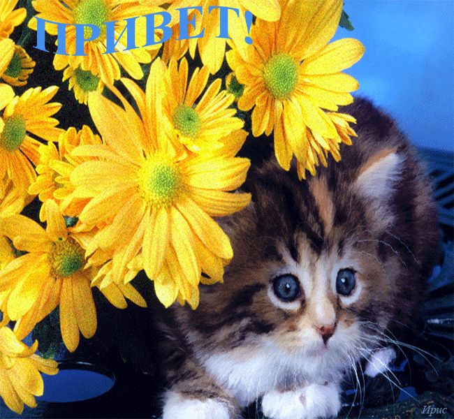 Гифка Привет !