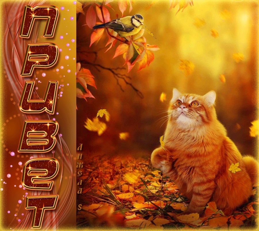 Гиф Привет ! Кошка и птица