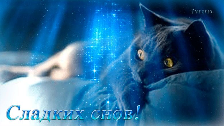 Сладких снов !