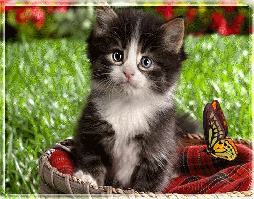 Всем приветик !