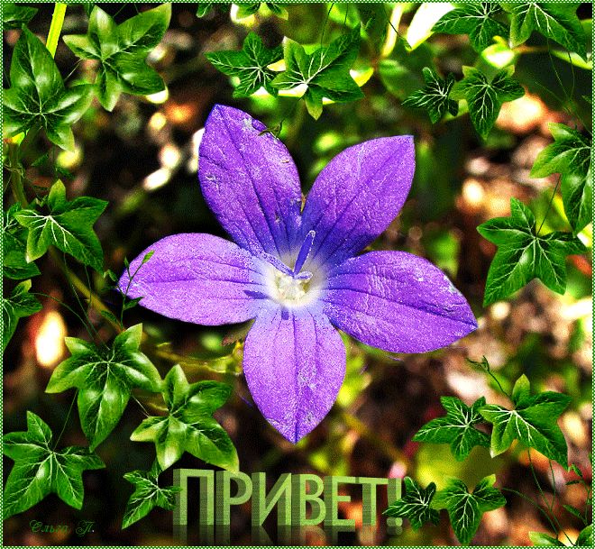 Цветочек с приветом