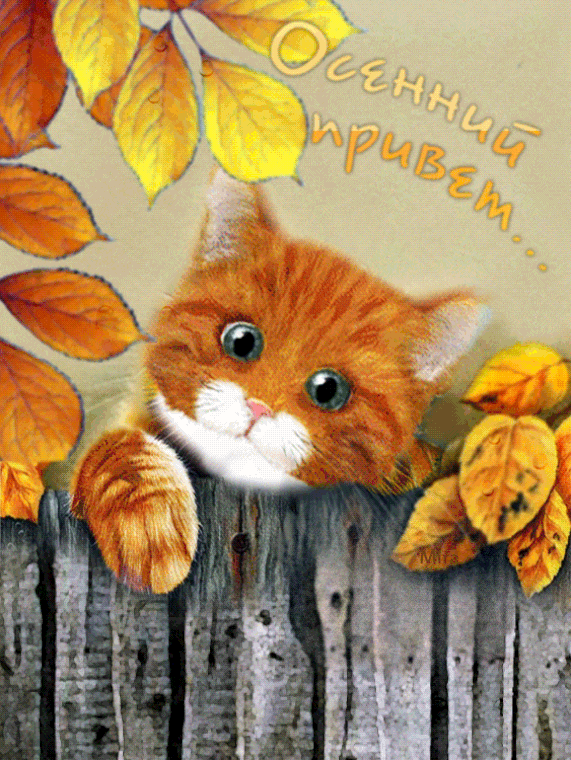 Осенний привет с котенком