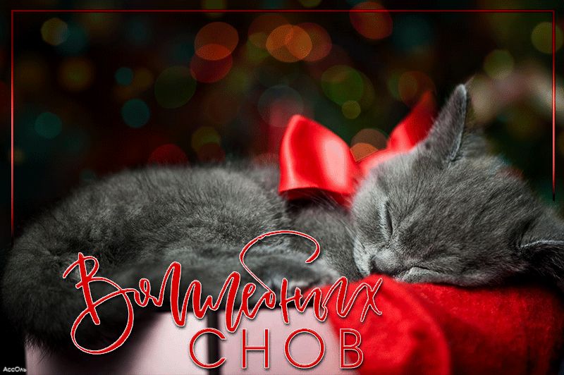 Волшебных снов котенок