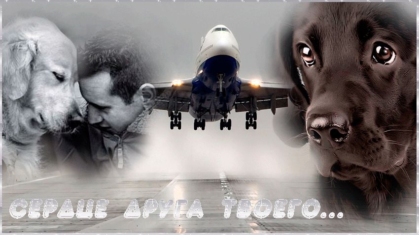 Сердце друга твоего