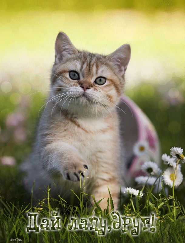 Дай лапу, друг !