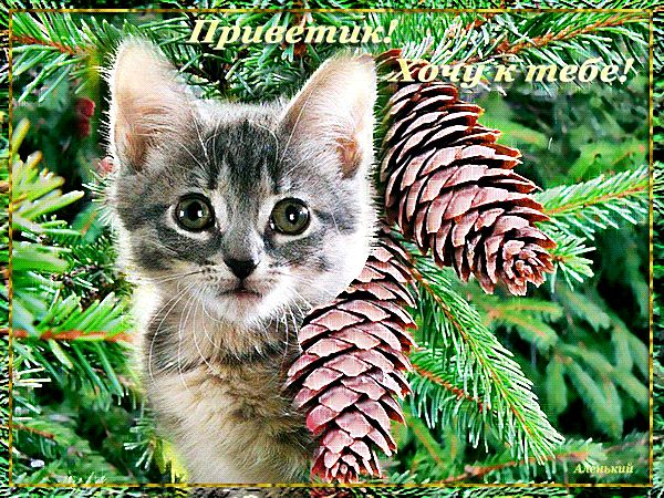 Приветик ! Хочу к тебе !