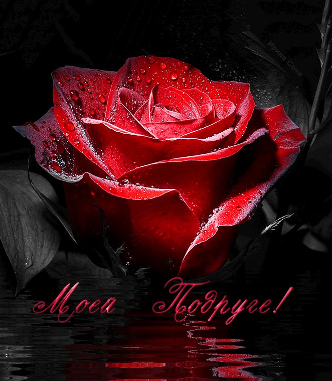 Роза моей подруге