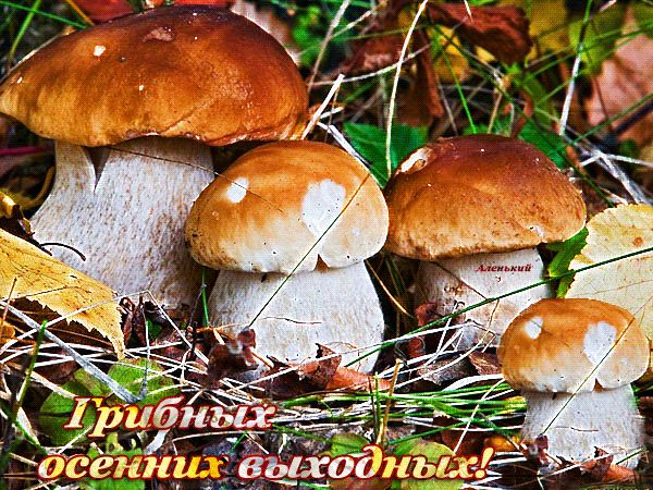 Грибных осенних выходных !