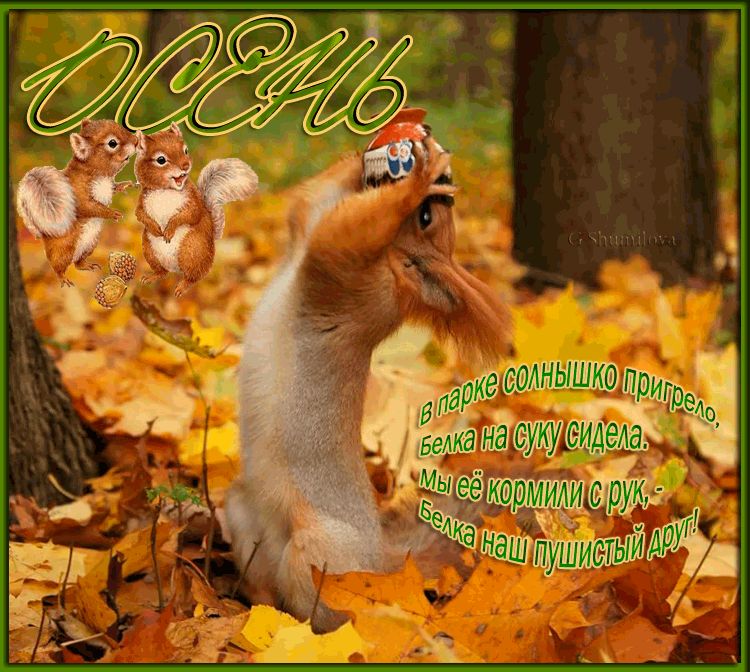 Осень, белка, стих