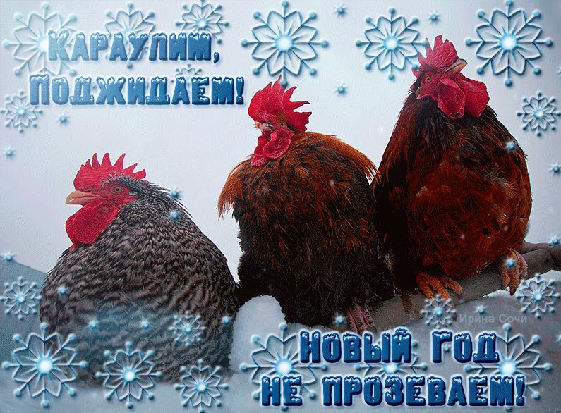 Прикольная картинка про петухов