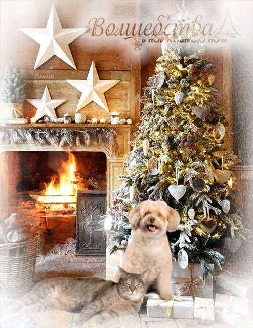 Волшебства в новогоднюю ночь !
