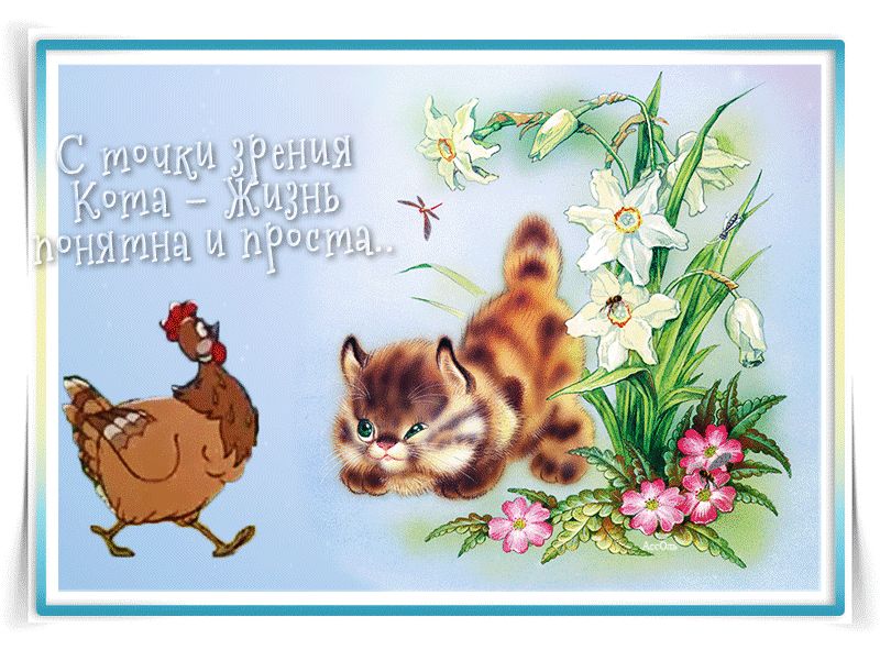 С точки зрения кота…