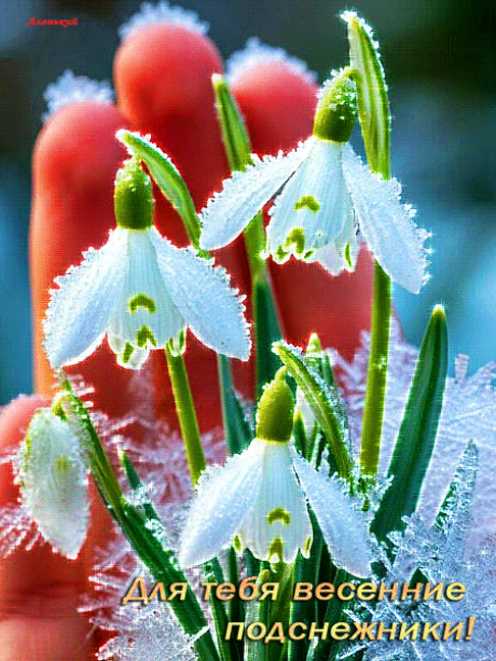 Для тебя весенние подснежники !