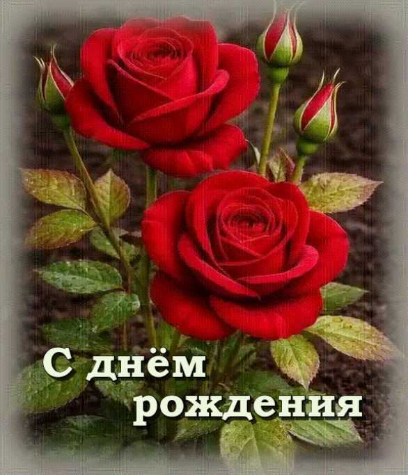 Две красные розы – С Днём рождения
