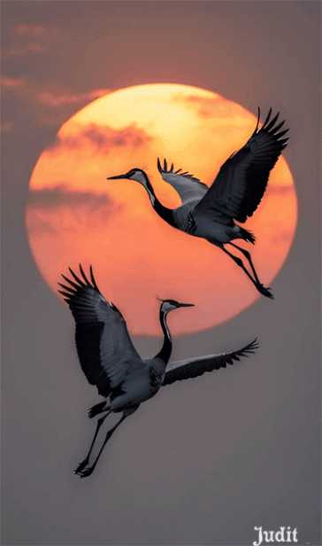 Журавли Анимация