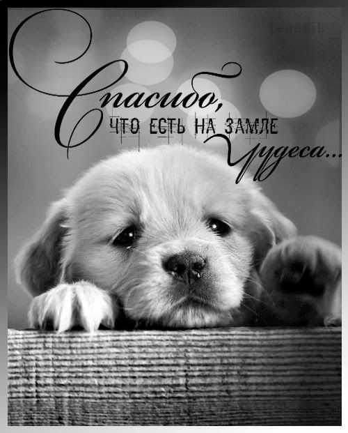 Спасибо, что есть на земле чудеса…