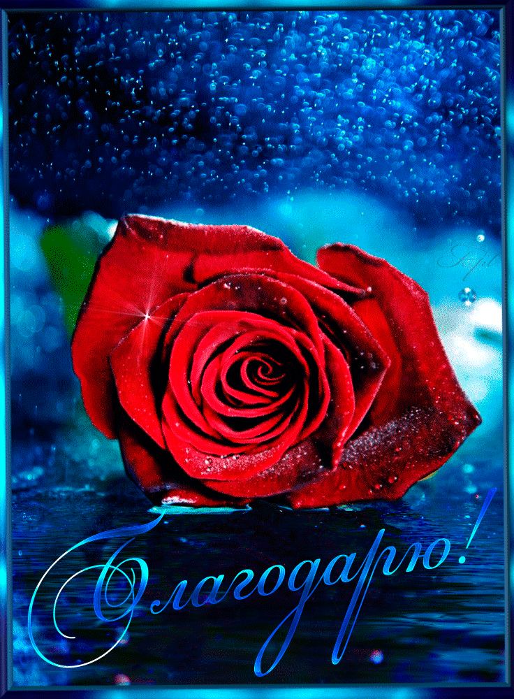 Благодарю ! Красная роза