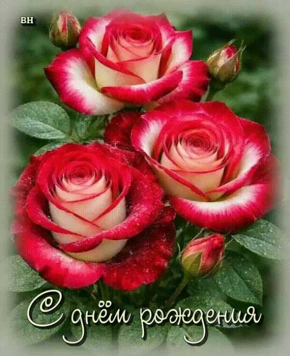 Три красно белые розы. С Днём рождения !