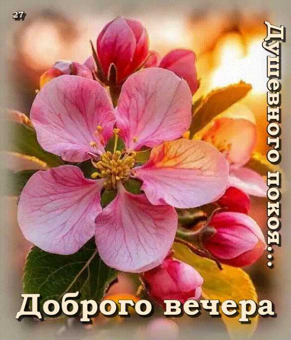 Доброго вечера ! Душевного покоя…