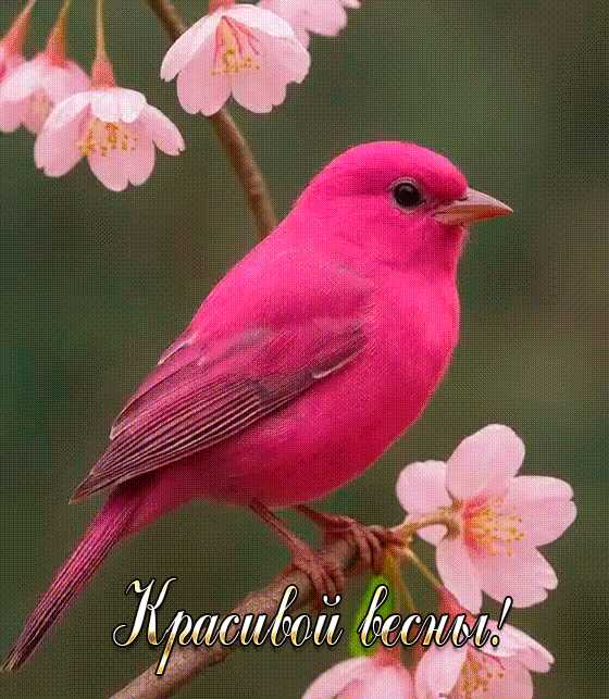 Красивой весны ! Розовая птица