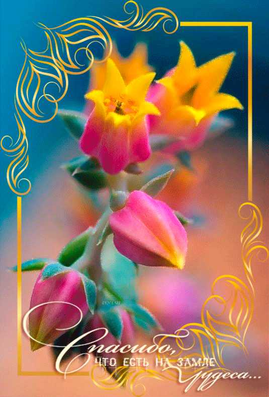 Спасибо, что есть на земле чудеса