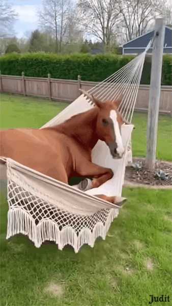 Лошадь, гамак, прикол, gif