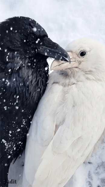 Это Любовь Анимация