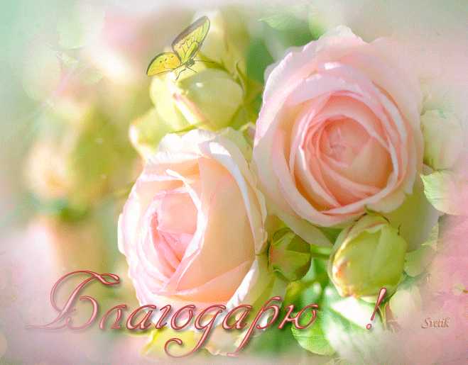 БЛАГОДАРЮ ! Розовые розы