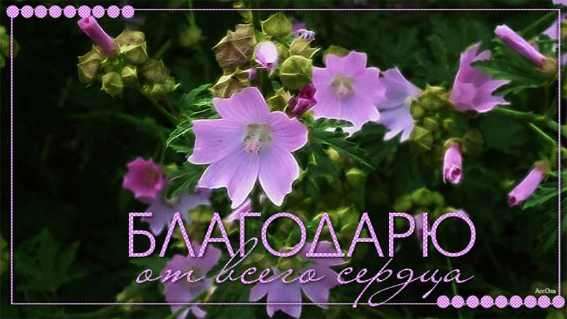 Благодарю от всего сердца !