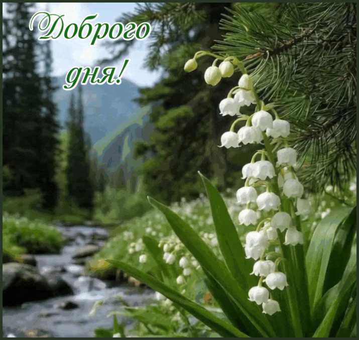 Доброго дня ! Цветок, ландыш, природа