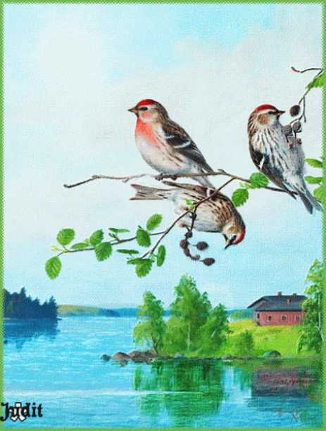 Птички Гифка