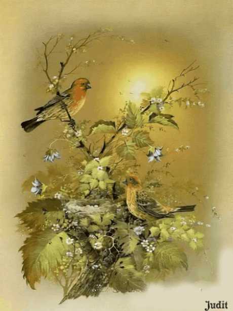 Птицы, растение, gif