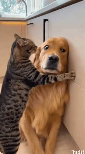 Караул ! ! ! gif открытка